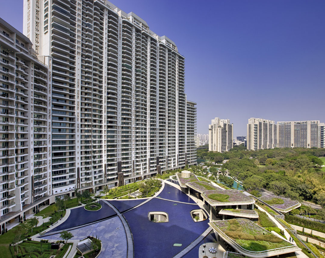 DLF Camellias